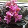 Моя фиалка :: Елена Семигина