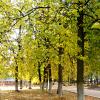 В золотую осень :: Елена Семигина