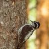 Three‑toed woodpecker | 14 :: Sergey Sonvar