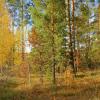 В осеннем лесу :: Наталья ***