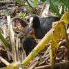 Лысуха с птенцом :: Рита Симонова