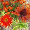 цветы :: Владимир 