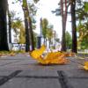 Про осень. :: Анатолий. Chesnavik.
