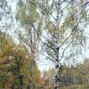 Очень. :: Андрей Андрианов