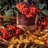 Рябиновый осенний :: Георгий Кулаковский