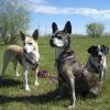 Прогулка :: Anna Ivanova
