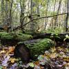 Old mossy logs in the forest :: Дмитрий Каминский