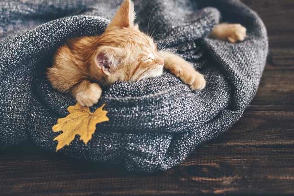Котята крупным планом