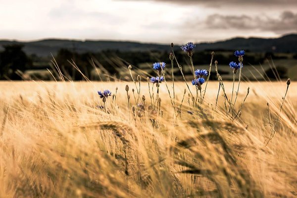 Andreas Danzer