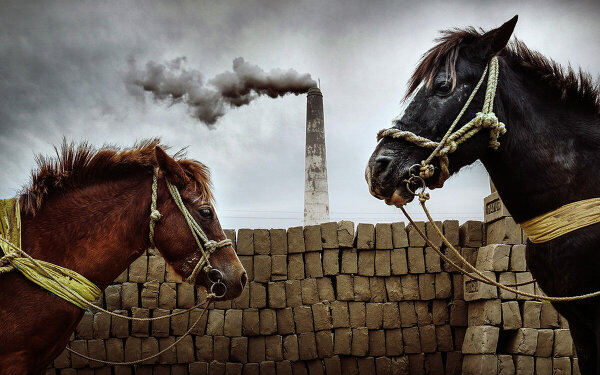 Environmental Photographer of the Year 2021: о том как спасти мир и заработать 10 000 фунтов