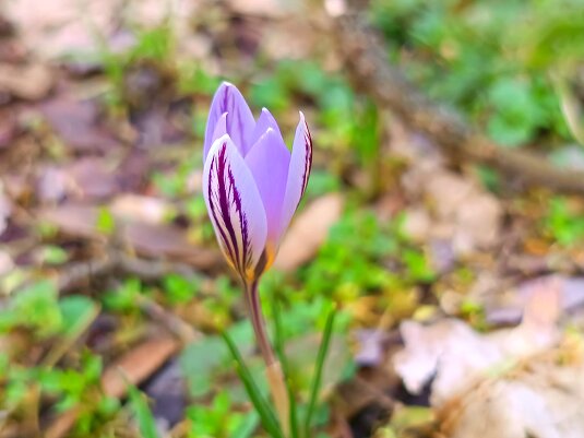 шафран сетчатый