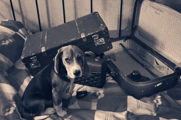 - Что, еще дубль?! Хозяйка! Ты с ума сошла! - Что, еще дубль?! Хозяйка! Ты с ума сошла!