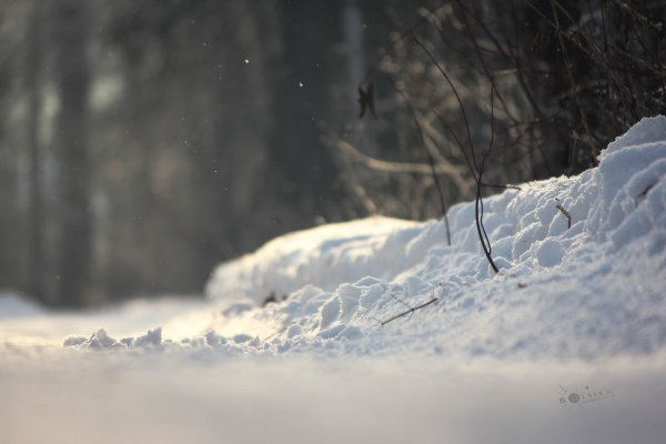 Изольда. Вечерняя прогулка в Подмосковном лесу