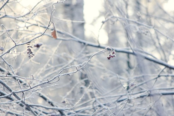 Изольда. Вечерняя прогулка в Подмосковном лесу