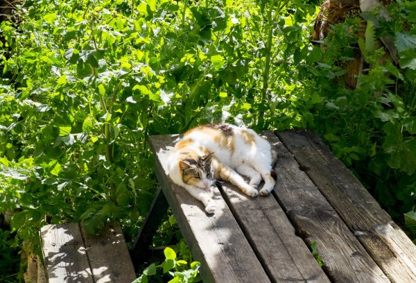 Уличная кошка