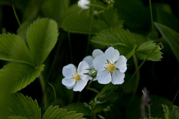 Лесная клубника...