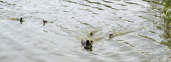 Семейство лысух