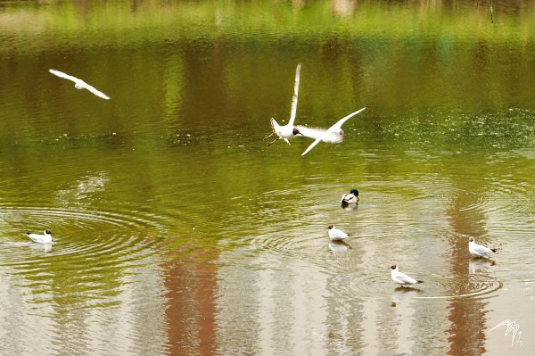 Игры, разборки, быт