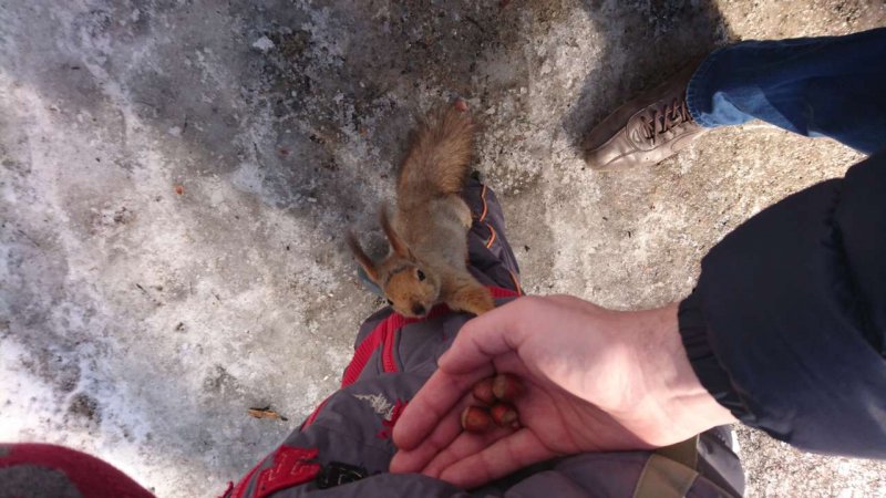 Ешь белочка, ешь.