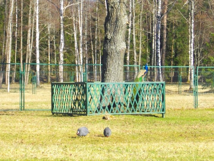 Павлин восседает, а цесарки что-то клюют в траве.