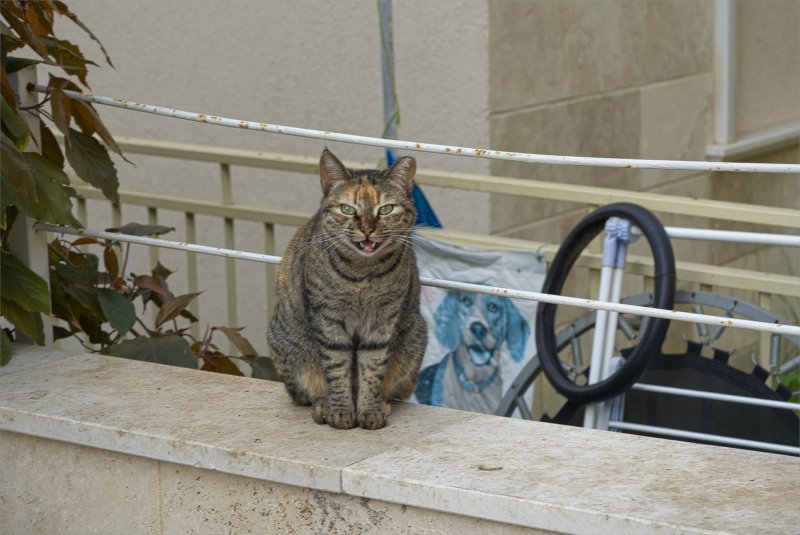 Из жизни кошек Израиль 2025г ╲╲┏━╮╲╲╲╱╱╱╭━┓╱╱ ╲╲┣╮┃╲╲╲╱╱╱┃╭┫╱╱ ╲╲┣╯╰┻┻┻┻┻┻╯╰┫╱╱ ╲╲┃╱┈┈╲┊┊╱┈┈╲┃╱╱ ╲╲┃╰┳┳╯◢◣╰┳┳╯┃╱╱ ╲╲╰━━━╰━━╯━━━╯╱╱ ⠄⠄⠄⠄⠄⠄⠄⠄⠄⠄⠄⠄⠄⠄⠄⠄⠄⠄⠄⠄⠄⠄⠄⠄ ⠄⠄⠄⠄⠄⠄⢰⣷⡄⠄⠄⠄⠄⠄⠄⠄⠄⠄⠄⠄⠄⠄⠄⠄ ⠄⠄⠄⠄⣠⣾⣿⣿⣷⣦⠄⠄⠄⠄⠄⠄⠄⠄⠄⠄⠄⠄⠄⠄ ⠄⠄⠄⣠⣿⣿⣿⣿⣿⣿⣇⠄⠄⠄⠄⠄⠄⠄⠄⠄⠄⠄⠄⠄ ⠄⠄⠄⠄⠛⠿⣿⣿⣿⣿⣿⣆⠄⠄⠄⠄⠄⣴⣿⣿⣆⠄⠄ Из жизни кошек Израиль 2025г ╲╲┏━╮╲╲╲╱╱╱╭━┓╱╱ ╲╲┣╮┃╲╲╲╱╱╱┃╭┫╱╱ ╲╲┣╯╰┻┻┻┻┻┻╯╰┫╱╱ ╲╲┃╱┈┈╲┊┊╱┈┈╲┃╱╱ ╲╲┃╰┳┳╯◢◣╰┳┳╯┃╱╱ ╲╲╰━━━╰━━╯━━━╯╱╱ ⠄⠄⠄⠄⠄⠄⠄⠄⠄⠄⠄⠄⠄⠄⠄⠄⠄⠄⠄⠄⠄⠄⠄⠄ ⠄⠄⠄⠄⠄⠄⢰⣷⡄⠄⠄⠄⠄⠄⠄⠄⠄⠄⠄⠄⠄⠄⠄⠄ ⠄⠄⠄⠄⣠⣾⣿⣿⣷⣦⠄⠄⠄⠄⠄⠄⠄⠄⠄⠄⠄⠄⠄⠄ ⠄⠄⠄⣠⣿⣿⣿⣿⣿⣿⣇⠄⠄⠄⠄⠄⠄⠄⠄⠄⠄⠄⠄⠄ ⠄⠄⠄⠄⠛⠿⣿⣿⣿⣿⣿⣆⠄⠄⠄⠄⠄⣴⣿⣿⣆⠄⠄