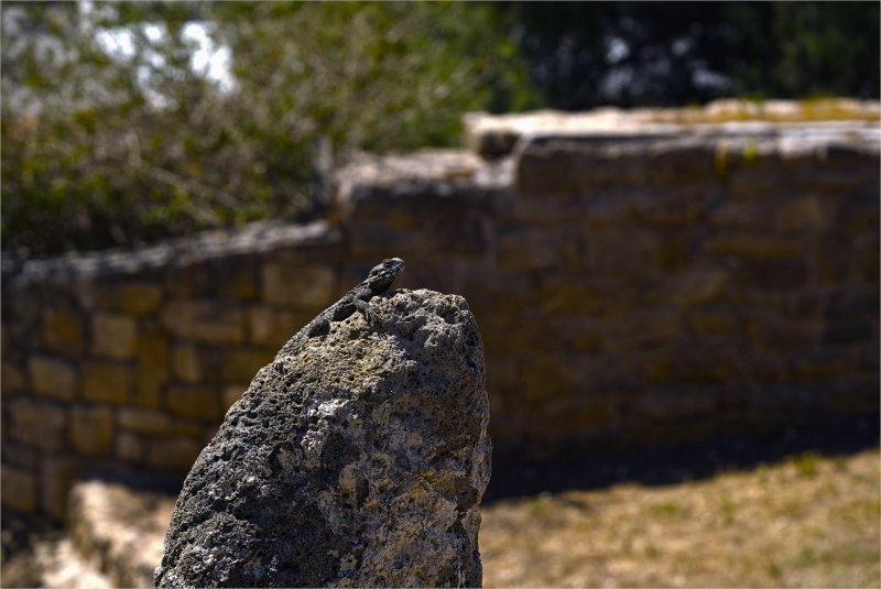 Хозяйка Хозяйка