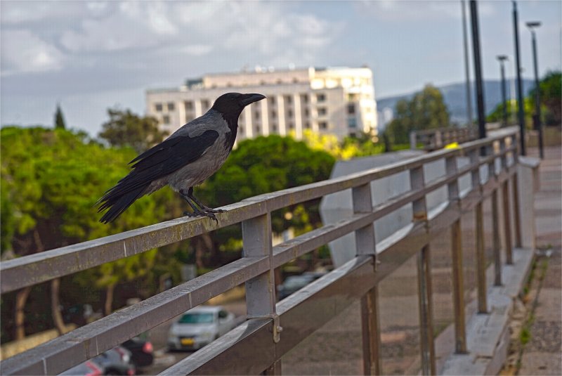 Израиль * Хайфа *2025 позирует Ворона