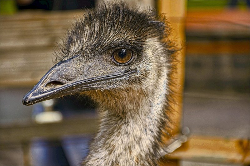 Budapest- ostrich  Будапешт Венгрия Зоопарк