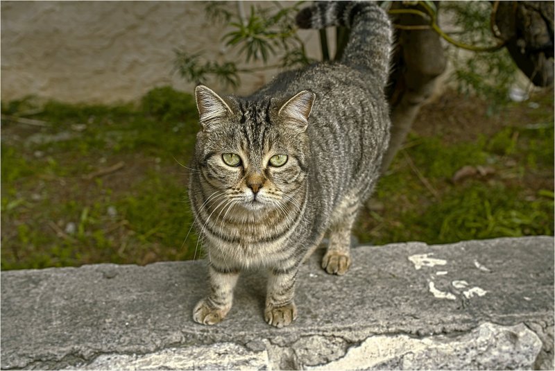 Из жизни кошек    и других   животных   Израиль 2026г