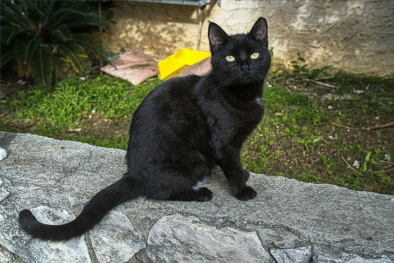 Из жизни кошек и других животных Израиль 2026г