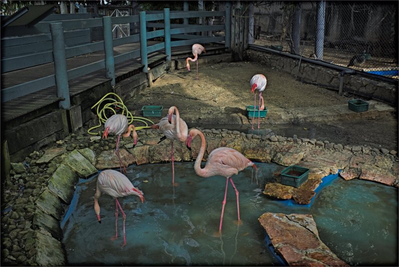 Израиль *Хайфа *зоопарк  Фламинго