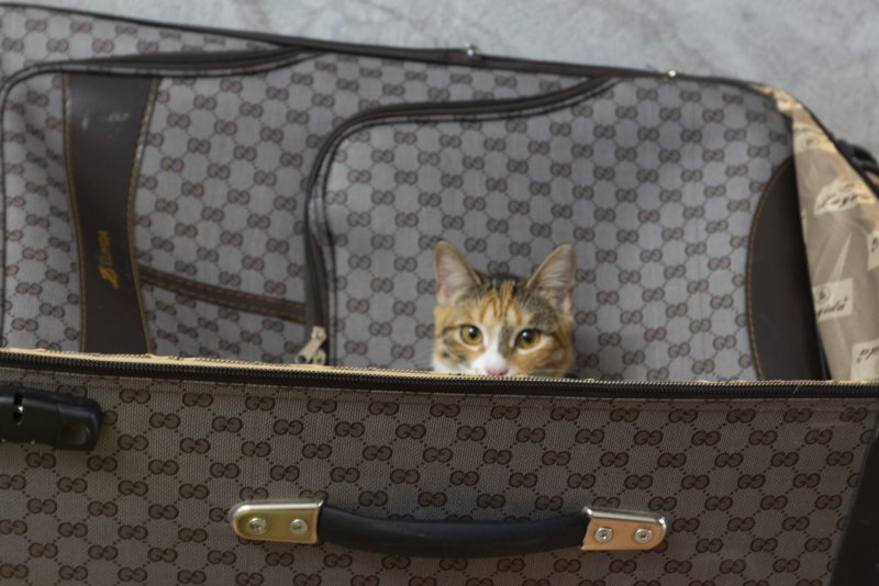 кошка Эрика в чемодане