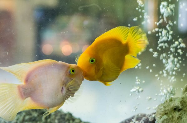 Смульский Антон