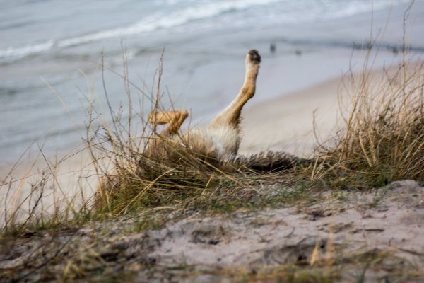 Ни один Барбос во время съемок не пострадал