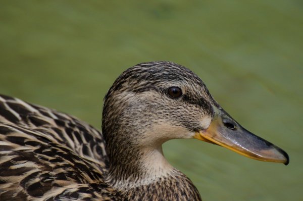 Покритикуйте фото - №1