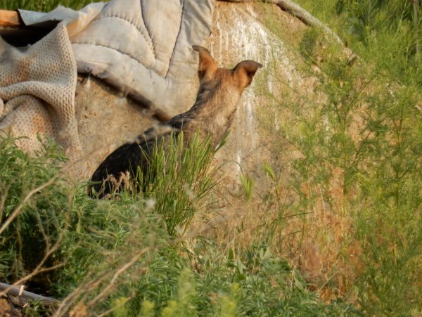 Собака Собака