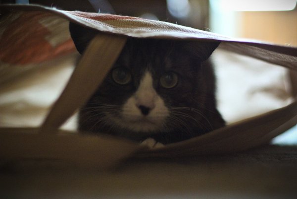 Приключение Джеки - №16 Приключение Джеки - №16