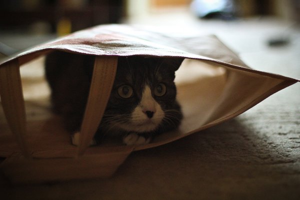 Приключение Джеки - №18 Приключение Джеки - №18